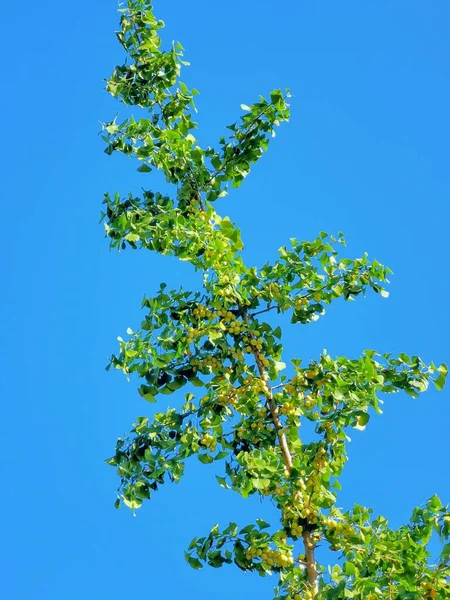 green leaves on the blue sky background