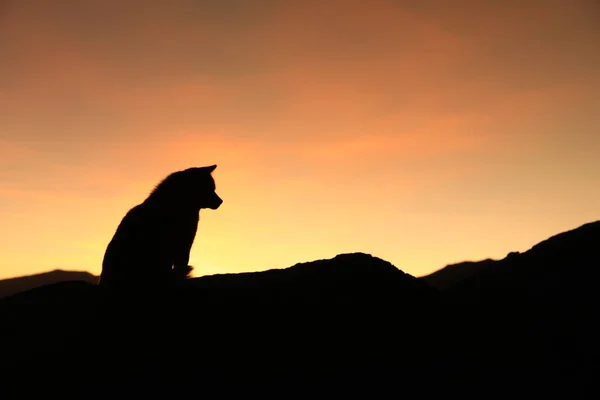 silhouette of a cat on the background of the sunset