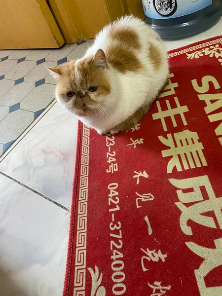 chinese new year\'s cat