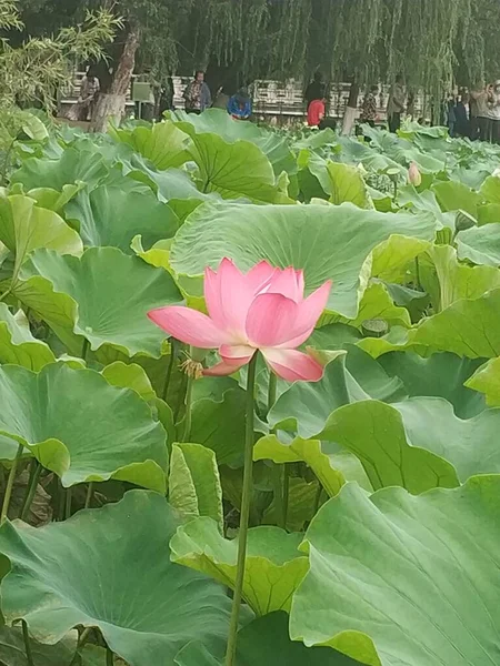 stock image lotus flower in the garden