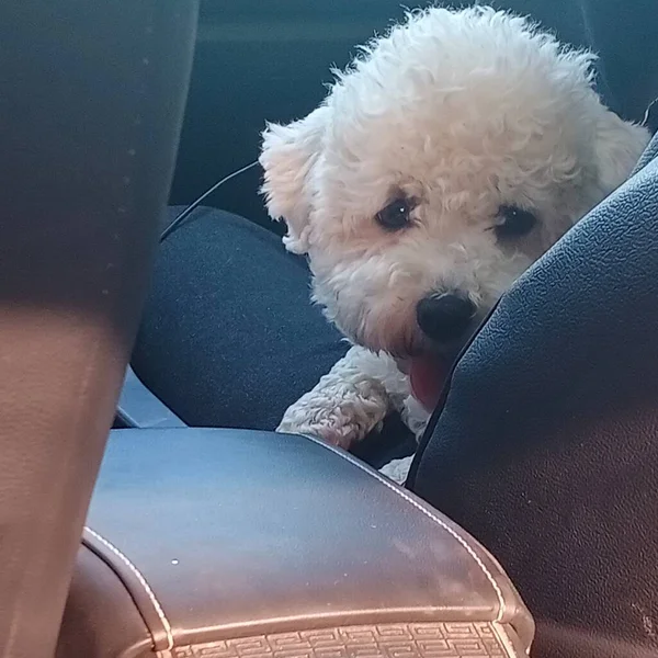 dog sitting on sofa in car seat