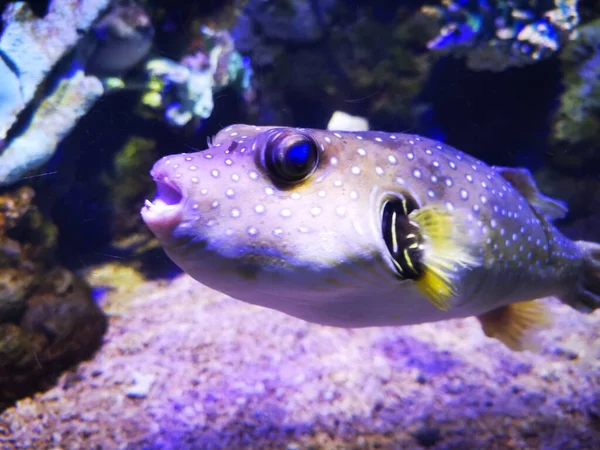 beautiful underwater world of fish in the aquarium