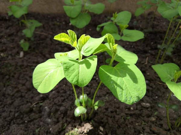 young green pepper growing in the garden