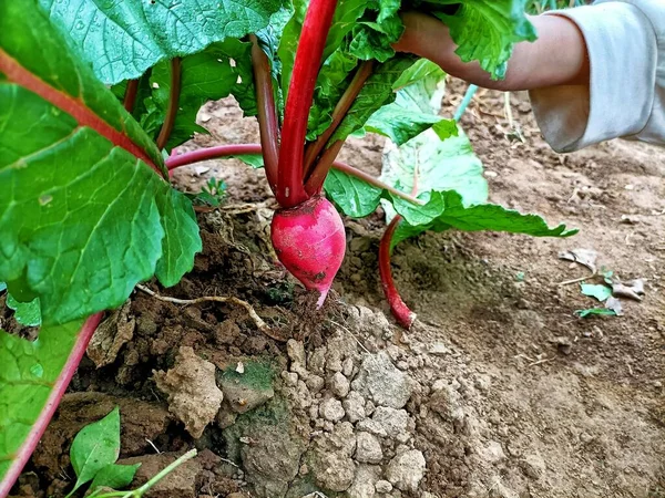 young woman picking beet in the garden