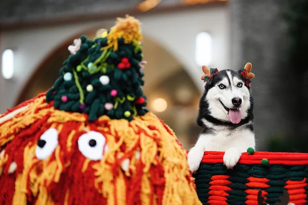 christmas dog with a gift on the background of the fireplace