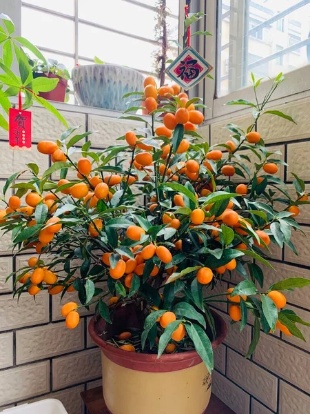 orange and white tangerines on the windowsill