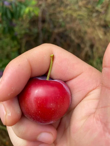 red and green apple on a white background