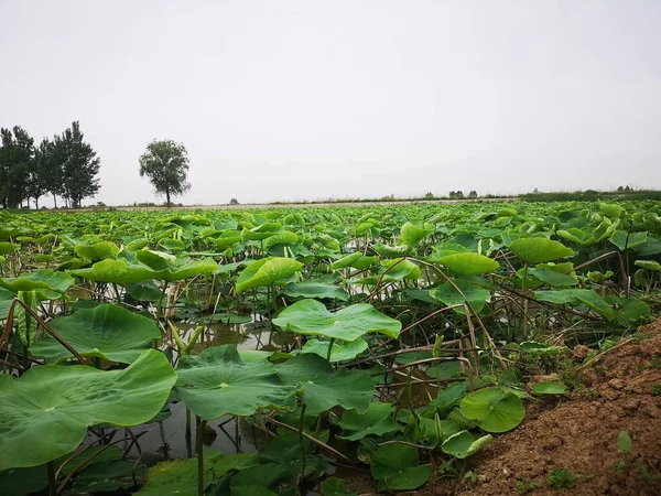 green field of the young lotus