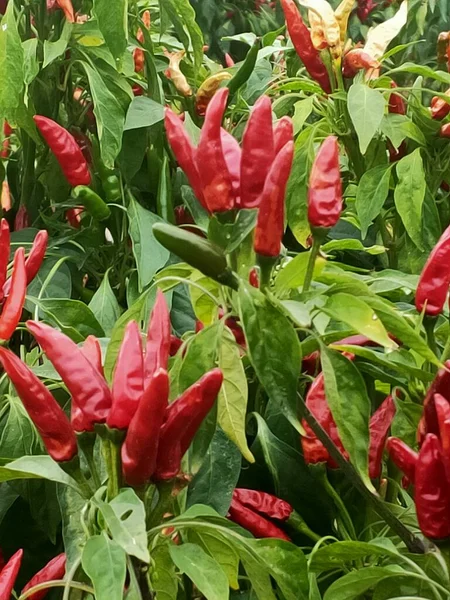 red and green peppers on a white background