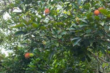 Tayland 'daki ağaçta Rambutan' ın yakın çekimi.