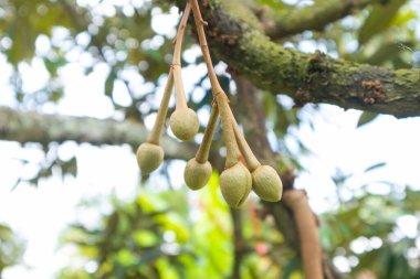 Tayland 'daki ağaçta duran durian çiçeğine yakın çekim