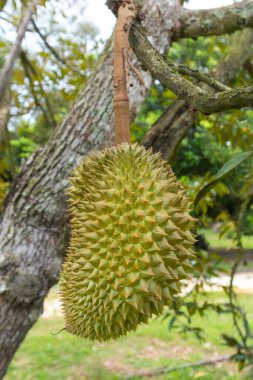Tayland 'daki ağaçta Durian' ın yakın çekimi.