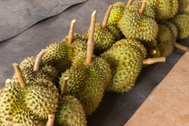 Taze Durian yığını hasat için hazır.