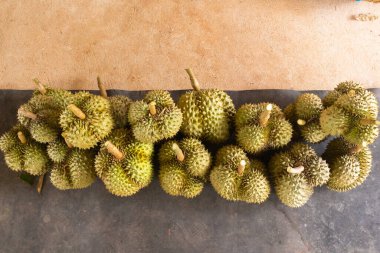 Taze Durian yığını hasat için hazır.