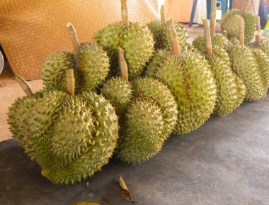 Taze Durian yığını hasat için hazır.