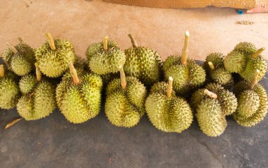 Taze Durian yığını hasat için hazır.