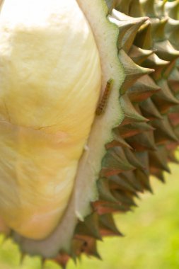 Sıcak, sorunlu, çürümüş durian nedenleriyle el ele tutuşmak sıcak tutar.