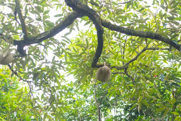 Tayland Daki Ağaçta Durian Yakın Çekimi — Stok fotoğraf