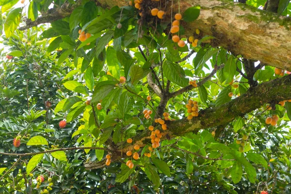 Primo Piano Dell Uva Birmana Sull Albero Thailandia — Foto Stock