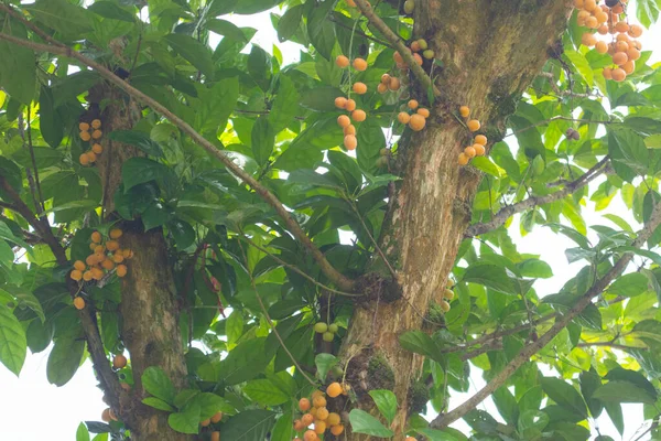 Primer Plano Uva Birmana Árbol Tailandia — Foto de Stock