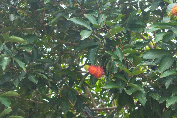 Close Van Rambutan Boom Thailand — Stockfoto