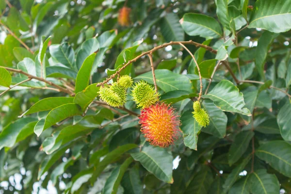 Close Rambutan Árvore Tailândia — Fotografia de Stock