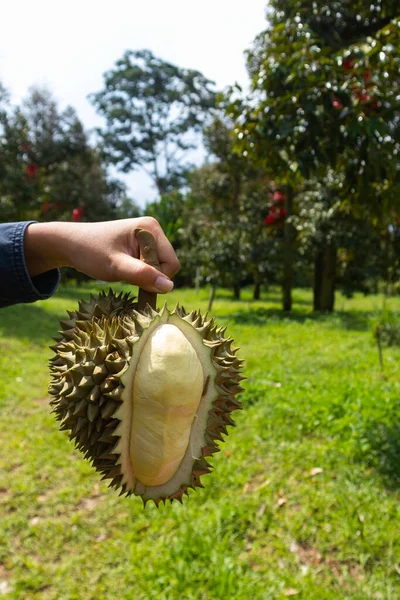 hand holding durian with warm, problem Rotten durian causes warm
