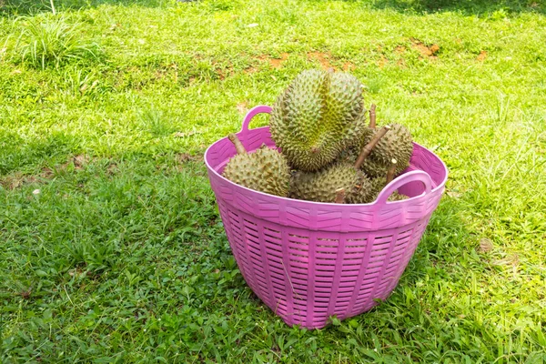Taze Durian yığını hasat için hazır.