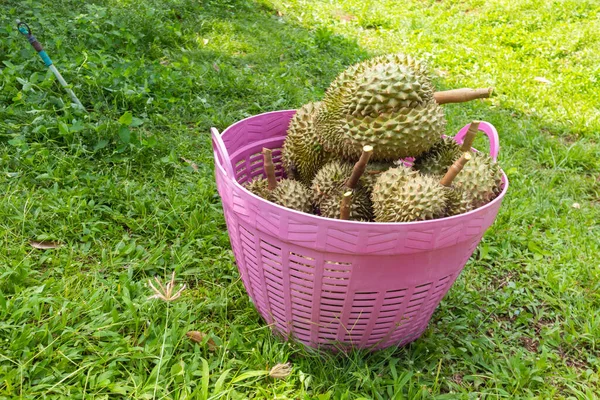 Taze Durian yığını hasat için hazır.