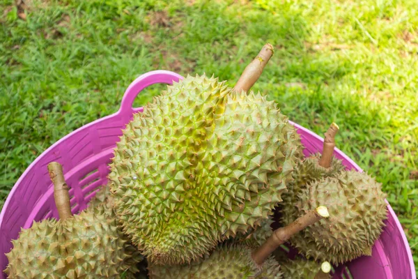 Close Pile Fresh Durian Ready Harvest — Stock Photo, Image