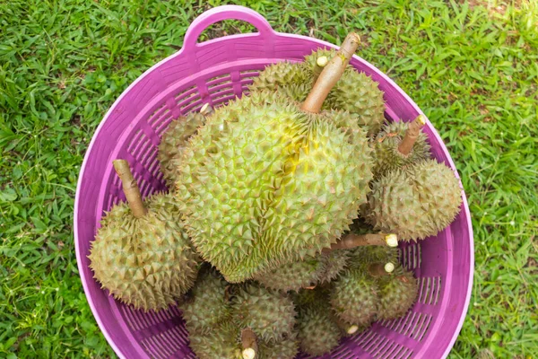 Taze Durian yığını hasat için hazır.