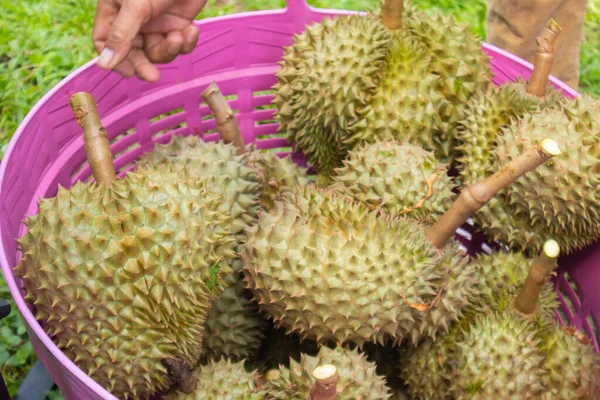 Taze Durian yığını hasat için hazır.