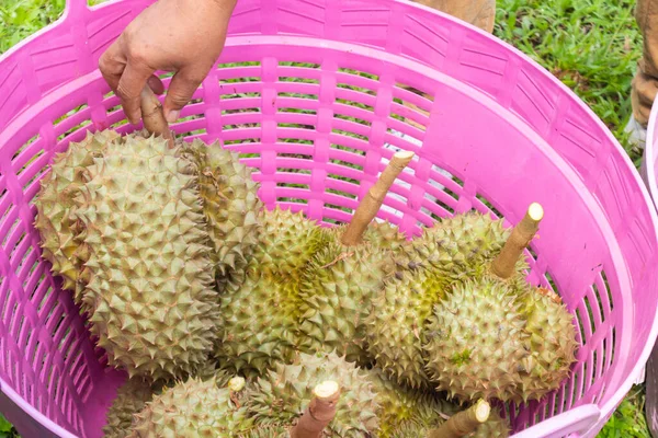 Taze Durian yığını hasat için hazır.