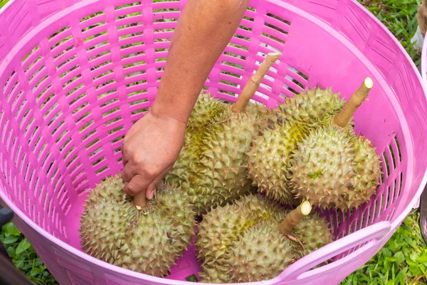 Taze Durian yığını hasat için hazır.
