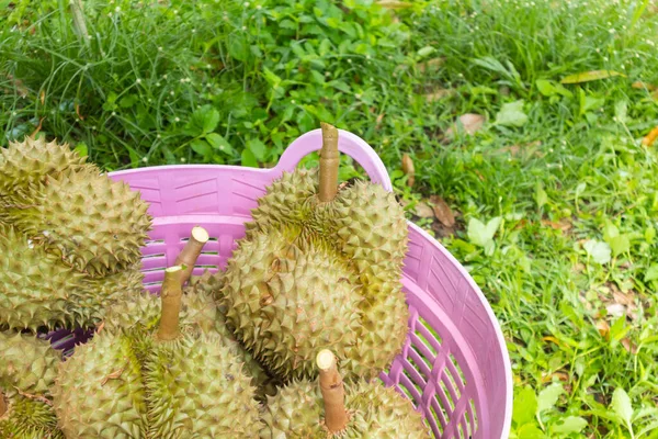 Taze Durian yığını hasat için hazır.