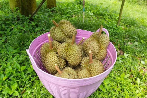 Taze Durian yığını hasat için hazır.