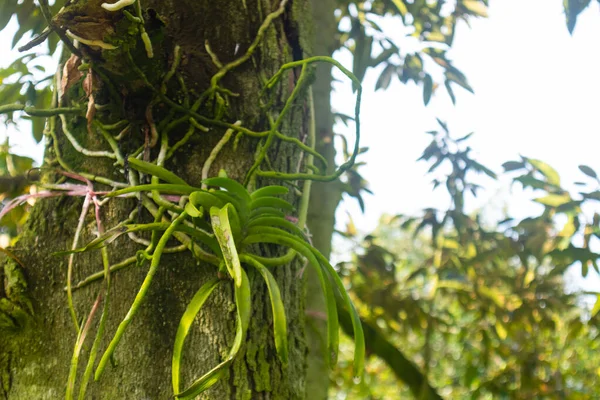 Primer Plano Orquídea Verde Árbol — Foto de Stock