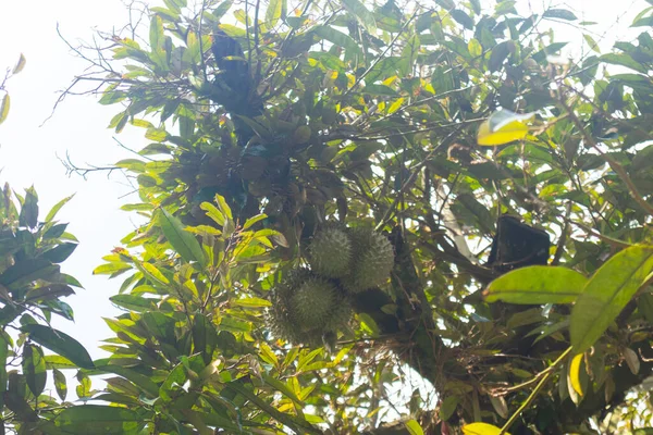 Gros Plan Durian Sur Arbre Thaïlande — Photo