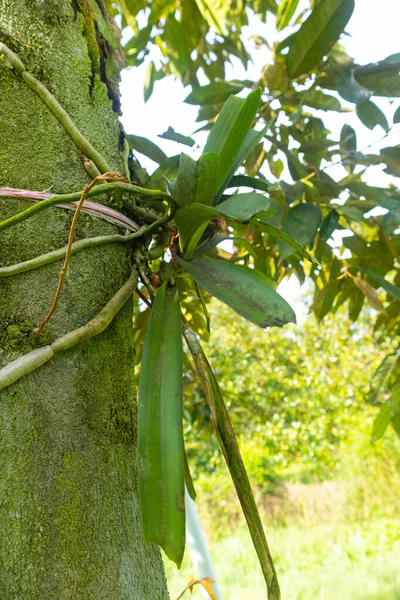 Ağaçtaki yeşil orkideye yaklaş.