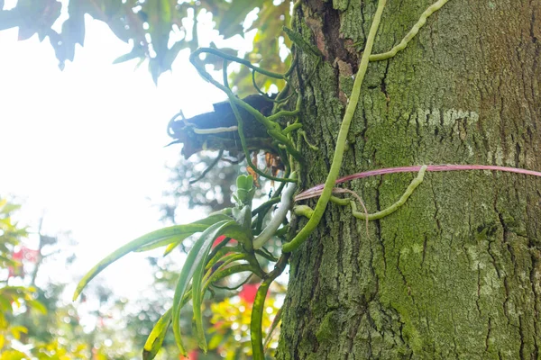 Ağaçtaki Yeşil Orkideye Yaklaş — Stok fotoğraf