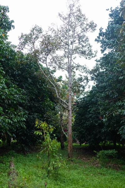 Nahaufnahme Von Durian Auf Dem Baum Thailand — Stockfoto