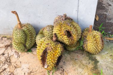 Tayland 'da çürük durian hayvanlara neden olur.