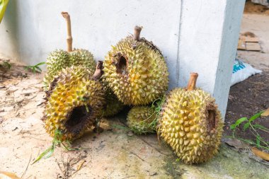 Tayland 'da çürük durian hayvanlara neden olur.