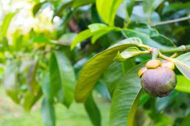 Tayland 'daki ağaçta Mangosteen' e yaklaş.