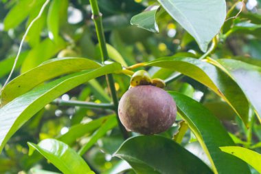 Tayland 'daki ağaçta Mangosteen' e yaklaş.