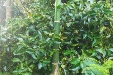 Tayland 'daki ağaçta Mangosteen' e yaklaş.