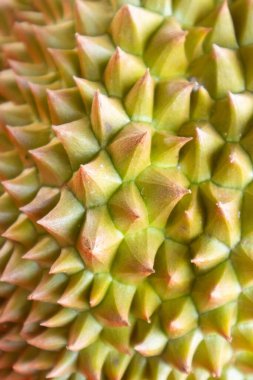 Tayland 'da taze Durian dokusuna yakın çekim