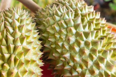 Tayland 'da taze Durian dokusuna yakın çekim