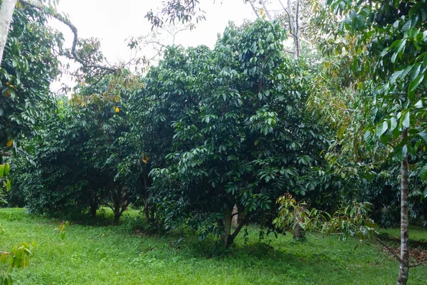 Utomhus Grön Färsk Frukt Gård Thailand — Stockfoto