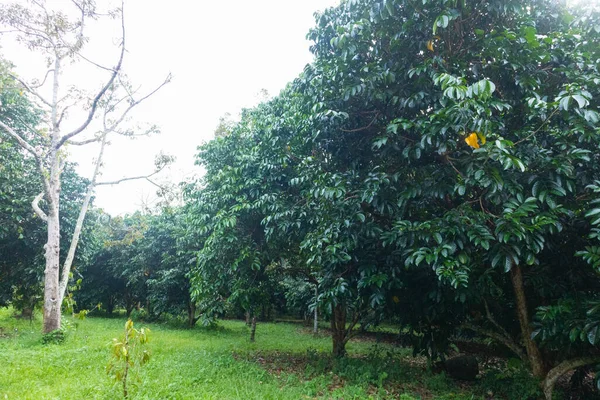 Utomhus Grön Färsk Frukt Gård Thailand — Stockfoto